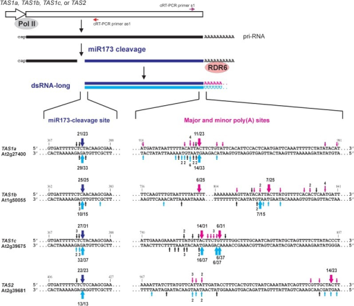 The entire, polyadenylated 3′-products of miR173-clea | Open-i