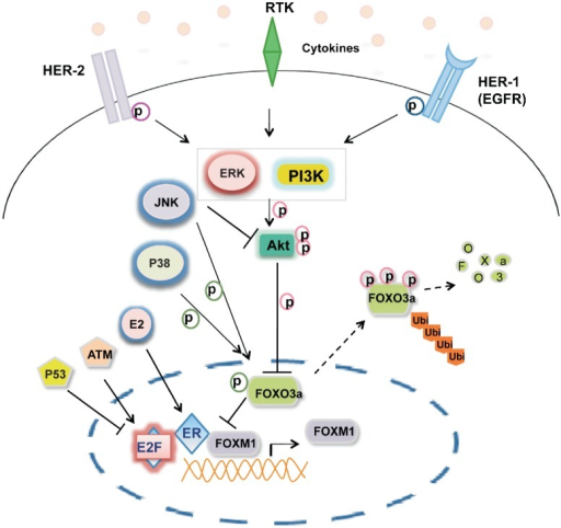 Integration of intracellular and extracellular signals | Open-i