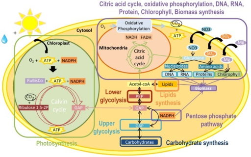 Simplified central carbon metabolic network of a unicel | Open-i