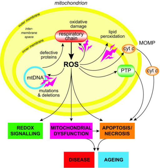 Overview Of Mitochondrial Reactive Oxygen Species (ROS) | Open-i