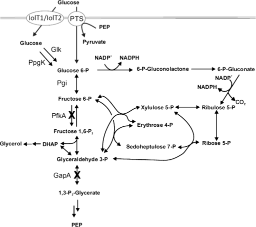 Scheme of the upper part of glycolysis and pentose phos | Open-i