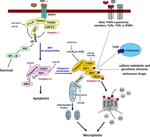 miRNAs regulate necroptosisNecroptosis is triggered by | Open-i