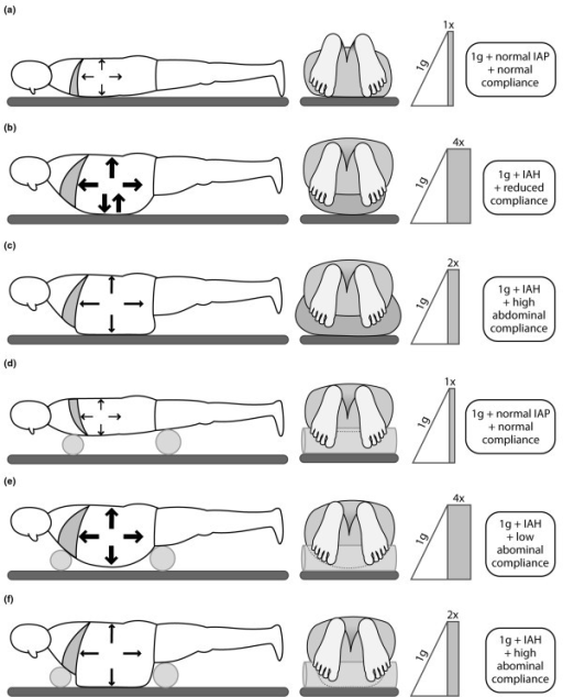 Integrated theory of abdominal pressure and morphology | Open-i