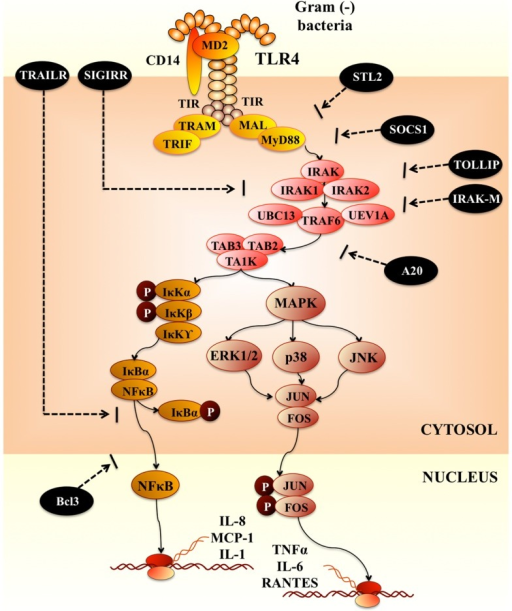 Toll-like receptor-4 signaling pathway. | Open-i