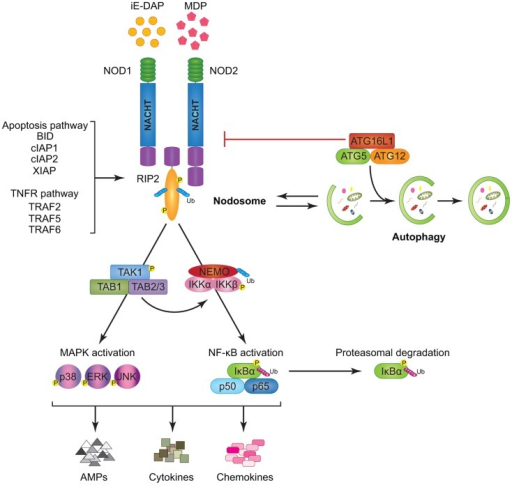 Model of NOD1 and NOD2 signaling cascades. NOD1 and NOD | Open-i