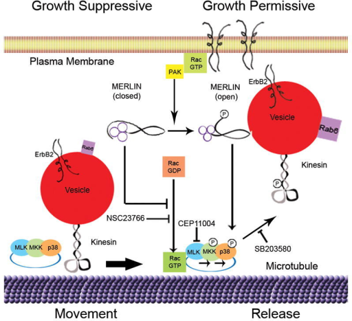 Model for Merlin-Rac-p38SAPK Regulation of KinesinA sch | Open-i