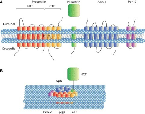 Components and assembly of the γ-secretase complex. (A | Open-i