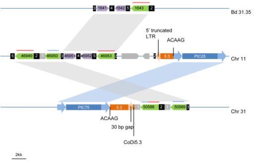 Schematic representations of the flanking regions of the target gene