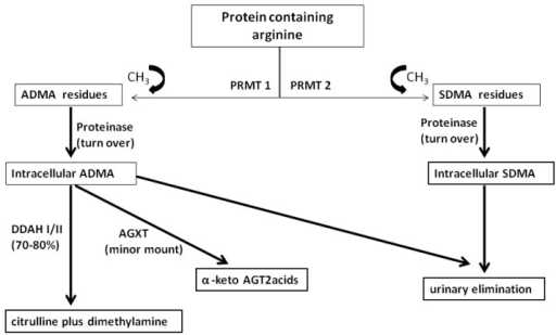 Synthesis and metabolism of dimethylarginines. ADMA: as | Open-i