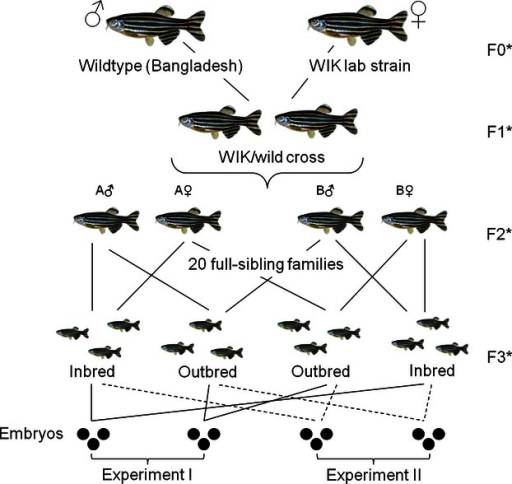 Generation Of Inbred And Outbred Zebrafish Lines Throug Open I