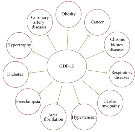 Role of GDF-15 in different diseases conditions. GDF-15 | Open-i