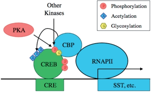 Molecular and Cellular Biochemistry