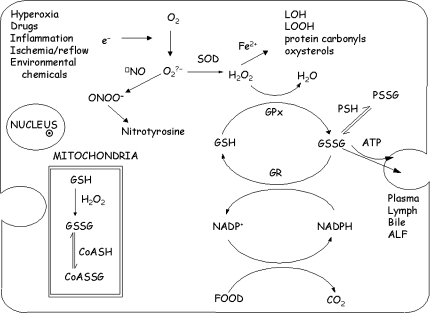 Cellular compartmentation of GSH and GSSG and metabolis | Open-i