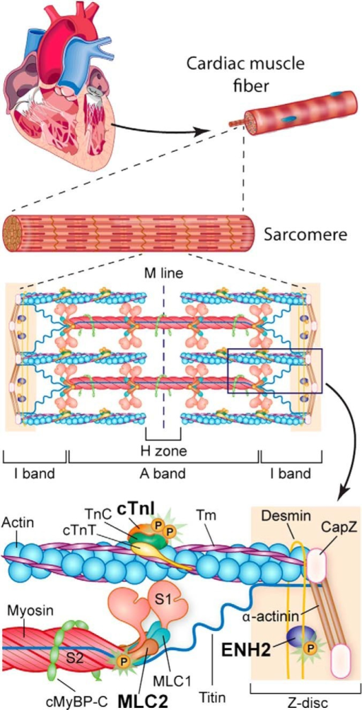 Schematic of myofilament and Z-disc proteins in the car | Open-i