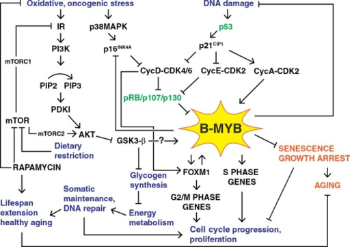 Schematic Illustration Of The Pathways Linking B-MYB To | Open-i