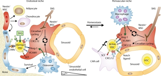 Model illustrating the quiescent endosteal and the acti | Open-i