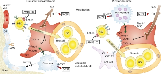 Model Illustrating The Quiescent Endosteal Niche And Th 