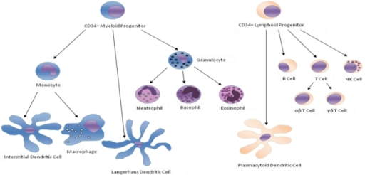 Differentiation Diagram Of CD34 Bone Marrow Stem Cells | Open-i