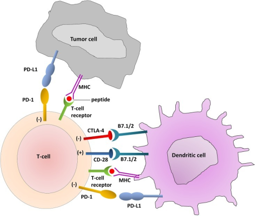 T-Cell Interaction with dendritic cells and tumor cells | Open-i