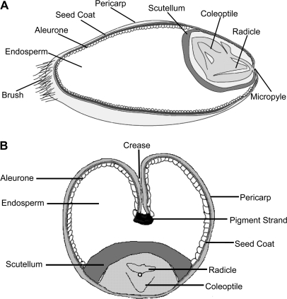 Diagram of a wheat grain showing major structures in (A | Open-i