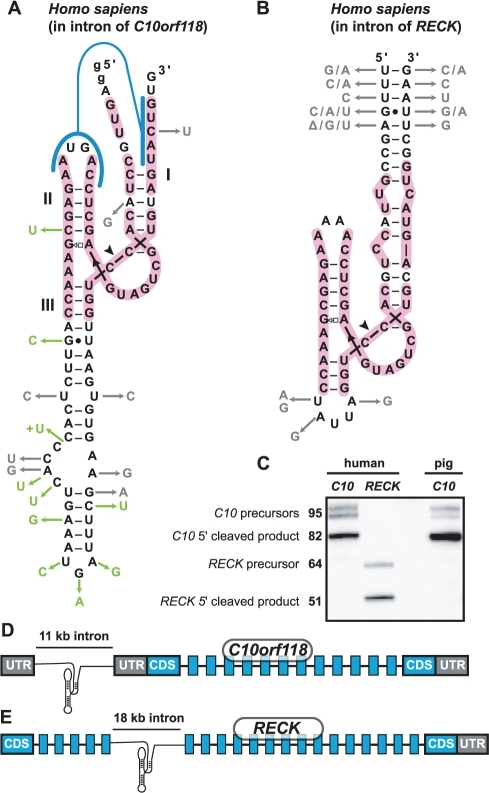 Hammerhead ribozyme clearance