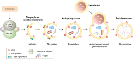 Autophagosome Formation And Lysosomal Degradation. Auto | Open-i