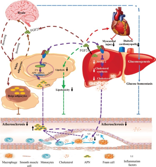 Fibroblast growth factor 21 (FGF21) exerts its cardiova | Open-i