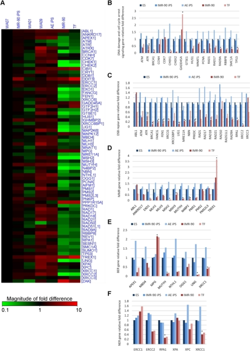 comparative analysis of dna damage in Comparative analysis of interaction of human and yeast dna damage recognition complexes with damaged dna in nucleotide excision repair. comparative analysis of dna damage in Comparative analysis of interaction of human and yeast dna damage recognition complexes with damaged dna in nucleotide excision repair.