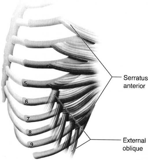 The anatomy of the serratus anterior and external obliq | Open-i