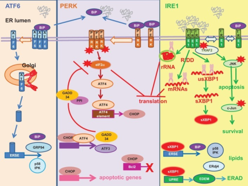 Unfolded protein response. Mammalian unfolded protein r | Open-i