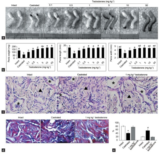 Effects of androgen on rat penis development. a Gross Open i