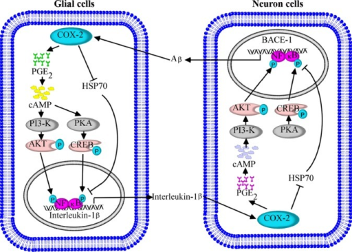 Proposed Cascade Of The Signaling Events Regulating The Open I