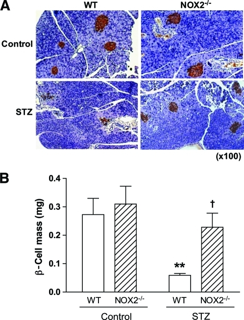 β Cell Mass After Multiple Low Dose Stz Treatment A Open I 1731