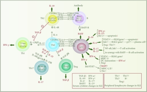 Cytokine Network That Links Innate And Adaptive Immunit | Open-i