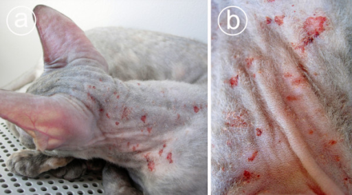 A Cornish Rex cat with Demodex gatoi-associated pruriti ...