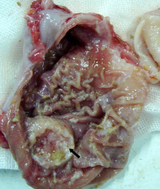 Rabbit gastric cancer in group A. Two weeks after submu Openi