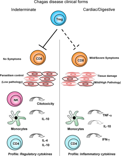 Proposed hypothesis for CD25High CD4+ Treg cells functi | Open-i