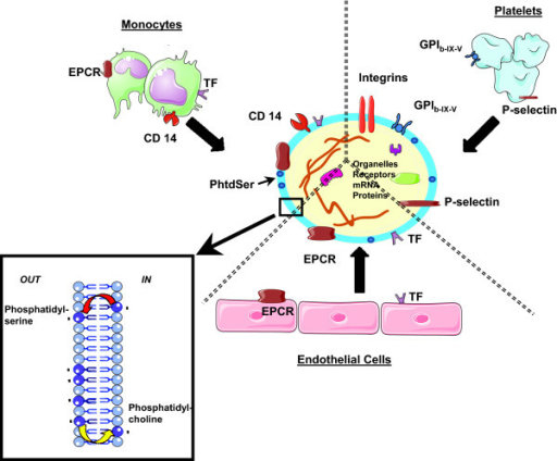 Structure of microparticles. Microparticles (MPs) are r | Open-i