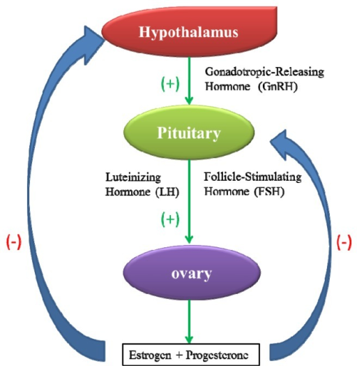 The Hypothalamic Pituitary Ovarian Axis Of The Female R Open I