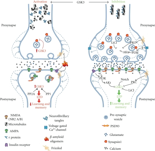 Schematic representation of pre- and postsynaptic mecha | Open-i