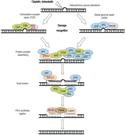 Nucleotide excision repair (NER) mechanism.NER is a par | Open-i