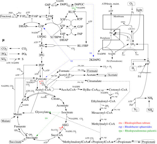 Central metabolism of purple non-sulfur bacteria (catab | Open-i