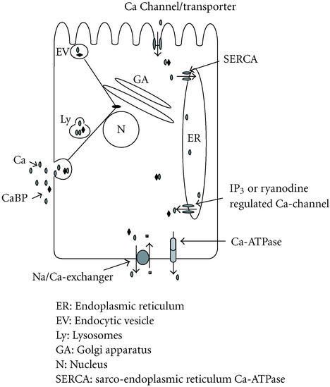 Vectorial transcellular calcium transport in intestinal | Open-i