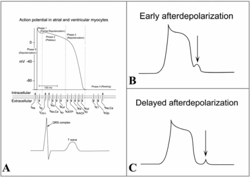 A). The action potential of atrial and ventricular myoc | Open-i