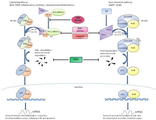 Canonical And Non Canonical NF-kB Pathways And Related | Open-i