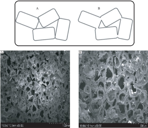 structure salt pore of porous highly structure scaffolds.Whereas Micro PLGA