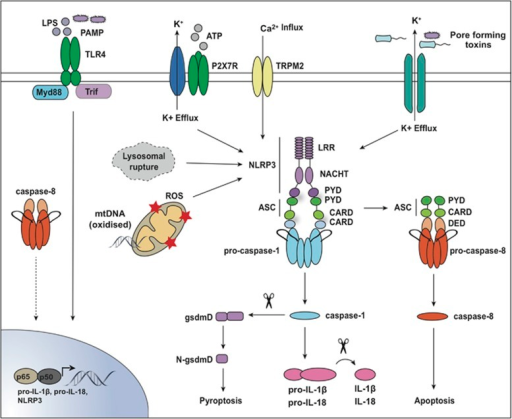 Models for canonical inflammasome activation. Activatio | Open-i