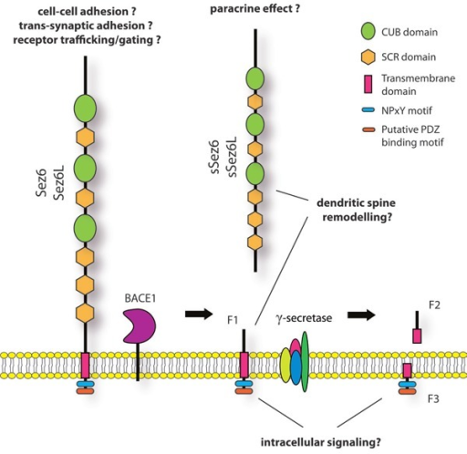 Schematic representation of Sez6 and Sez6L structure an | Open-i