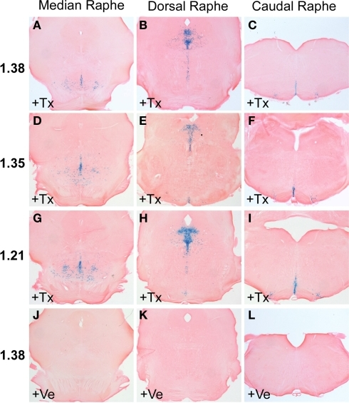 X Gal Staining Of R26rtph2 Creert2 Mice Is Restricted T Open I