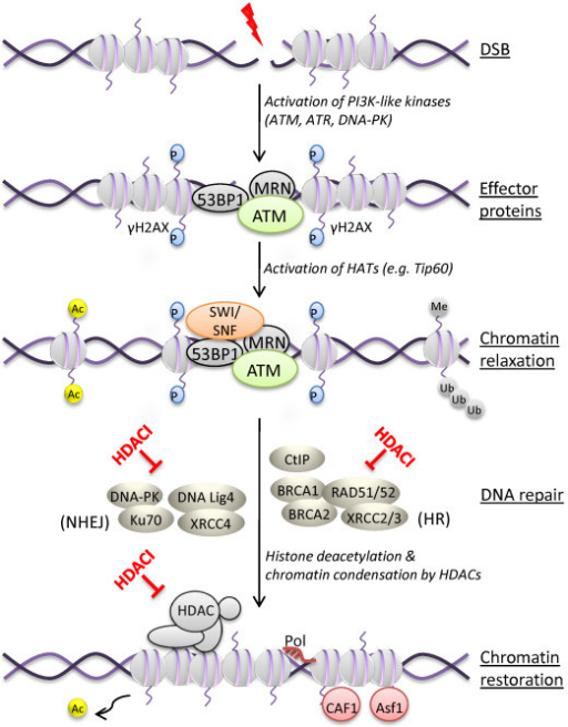 Model of DNA damage signaling, histone acetylation and | Open-i